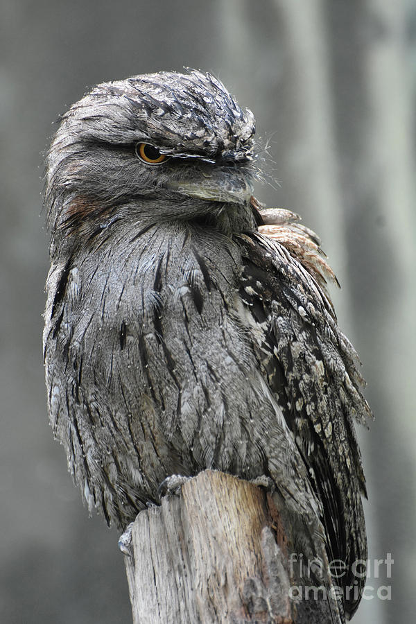 Perched and Posing Tawny Frogmouth Bird  Photograph by DejaVu Designs