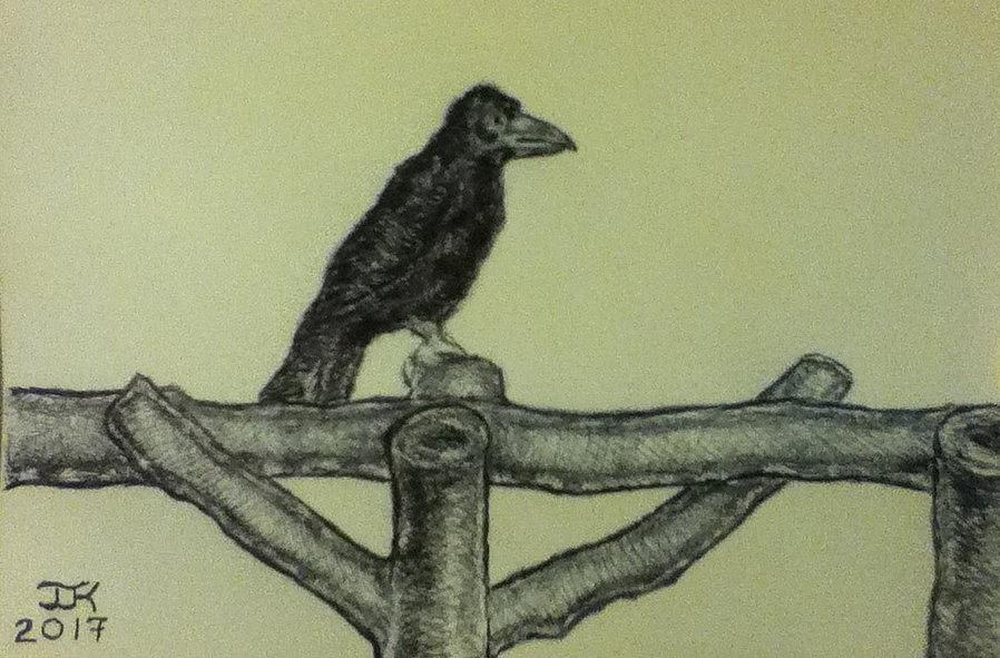 Raven Drawing - Perched and Sat by Joseph Kushnir