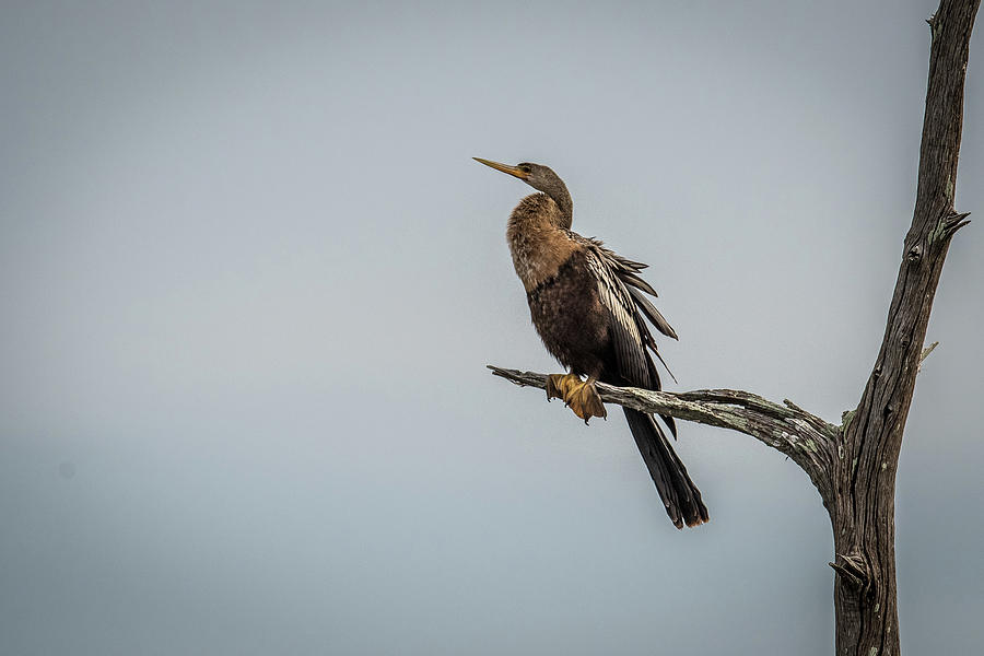 Perched Anhinga Photograph by Paul Freidlund