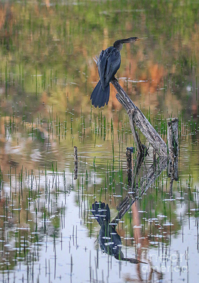 Perched Anhinga Reflection Photograph by Tom Claud