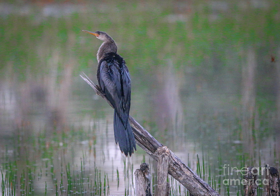 Perched Anhinga Photograph by Tom Claud