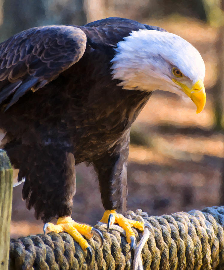 Perched Bald Eagle Digital Art by Flees Photos | Fine Art America