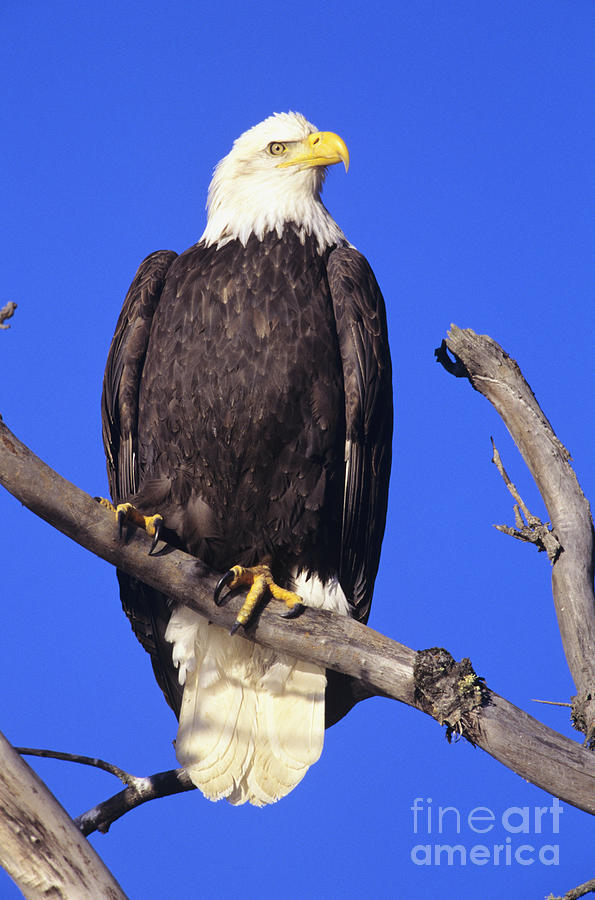 Perched Bald Eagle Photograph by John Hyde - Printscapes