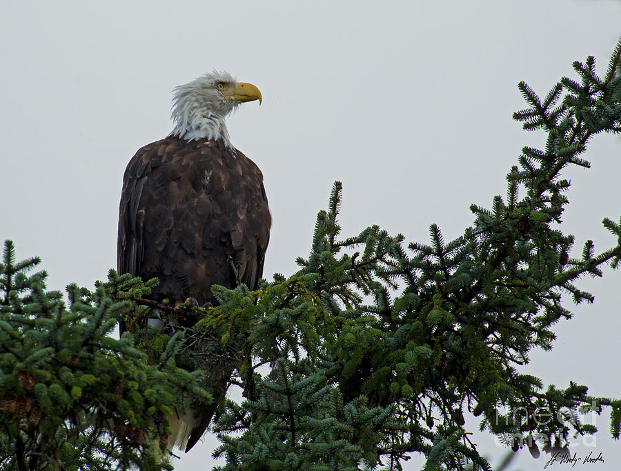 Perched Bald Eagle-Signed-#3697 Photograph by J L Woody Wooden