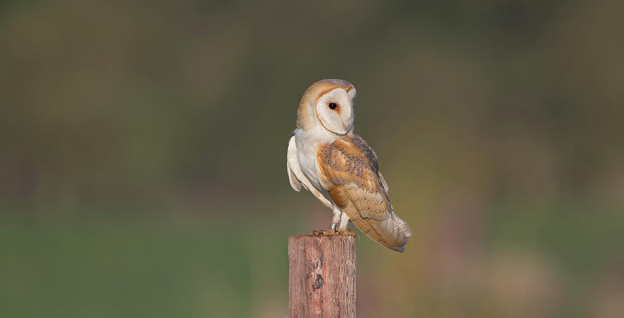 Perched Barn Owl Photograph by Pete Walkden