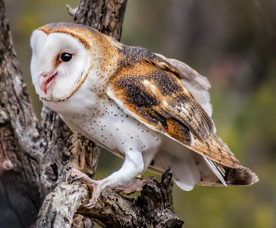 Perched Barn Owl Photograph by Teresa Wilson