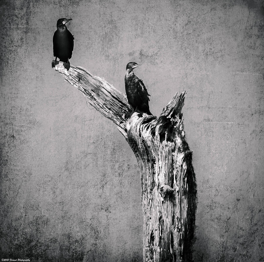 Perched Black and White  Photograph by Debra Forand