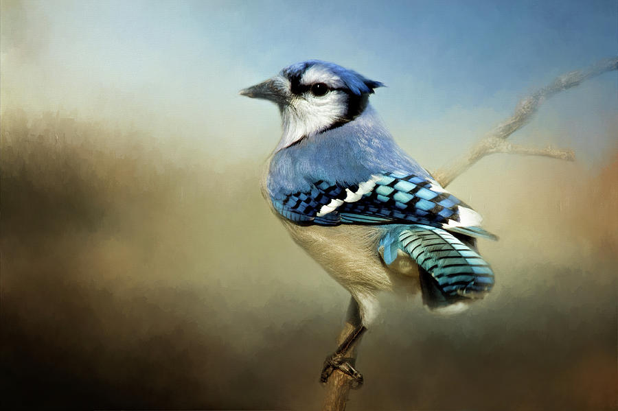 Perched Blue Jay Photograph by Lana Trussell