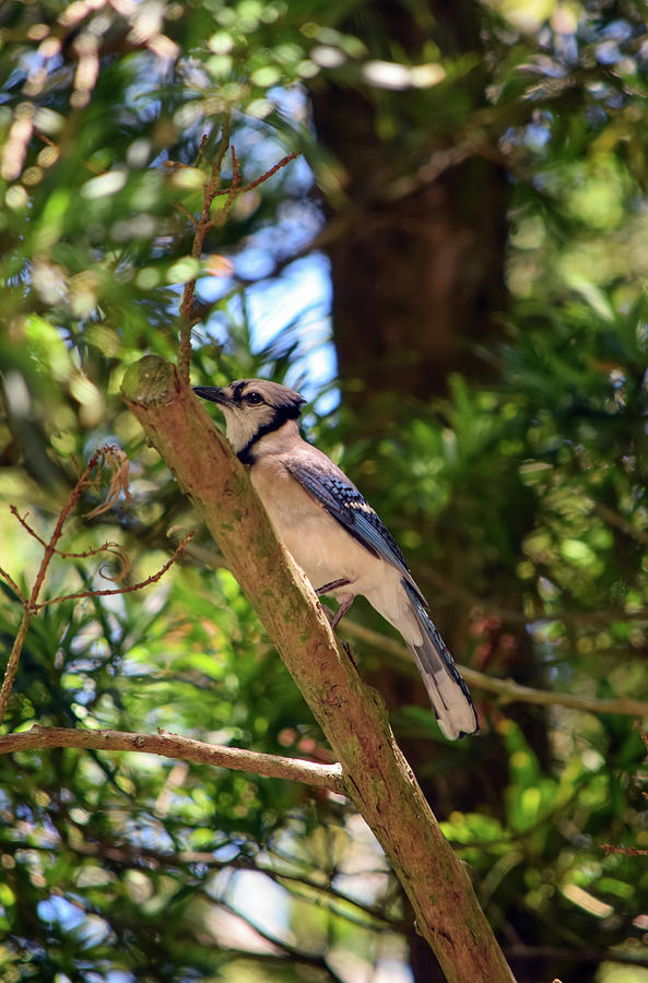 Blue Jay Photograph - Perched Blue Jay by William Tasker