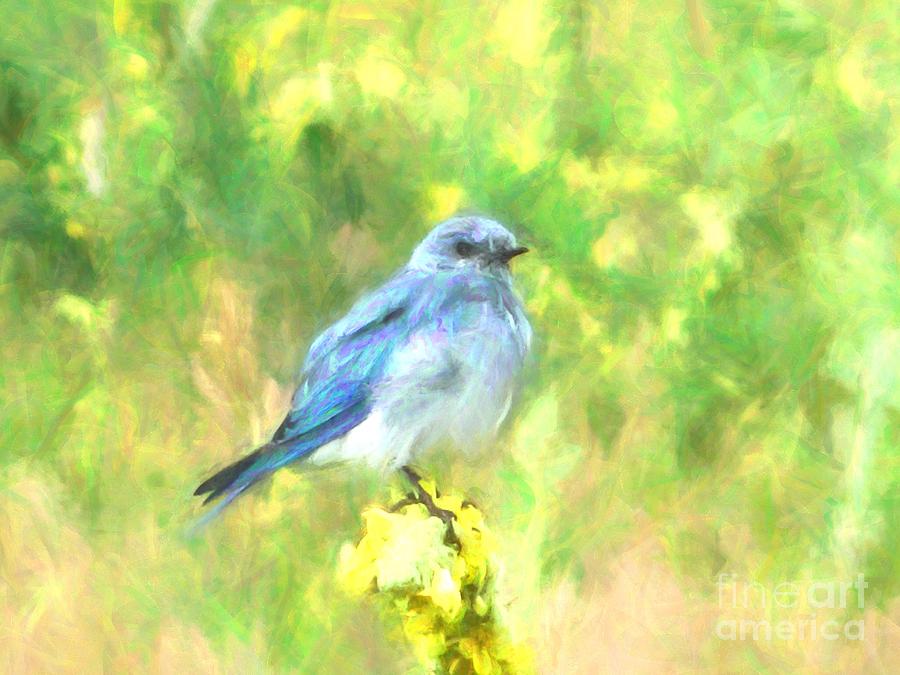 Perched Bluebird Digital Art by Steven Parker