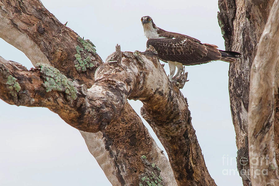 Perched broad winged hawk Photograph by Barry Bohn