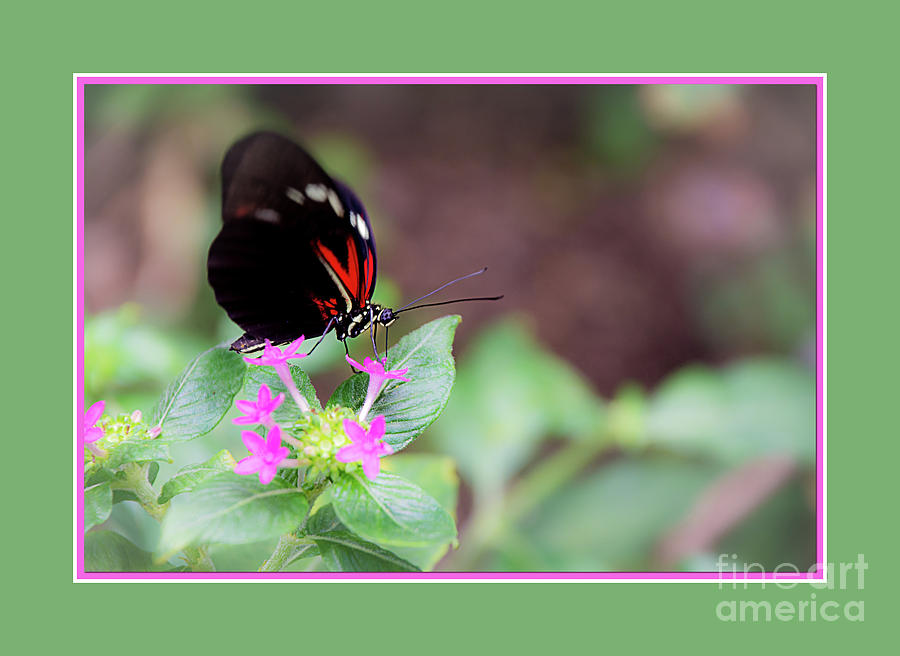 Perched Butterfly Photograph by Deborah Klubertanz
