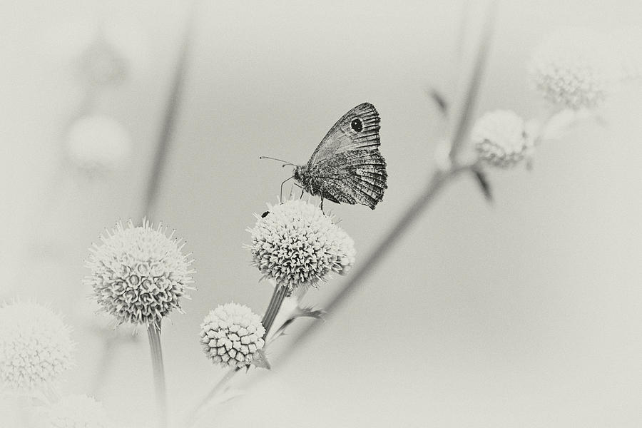 Perched Butterfly No. 255-2 Photograph by Sandy Taylor