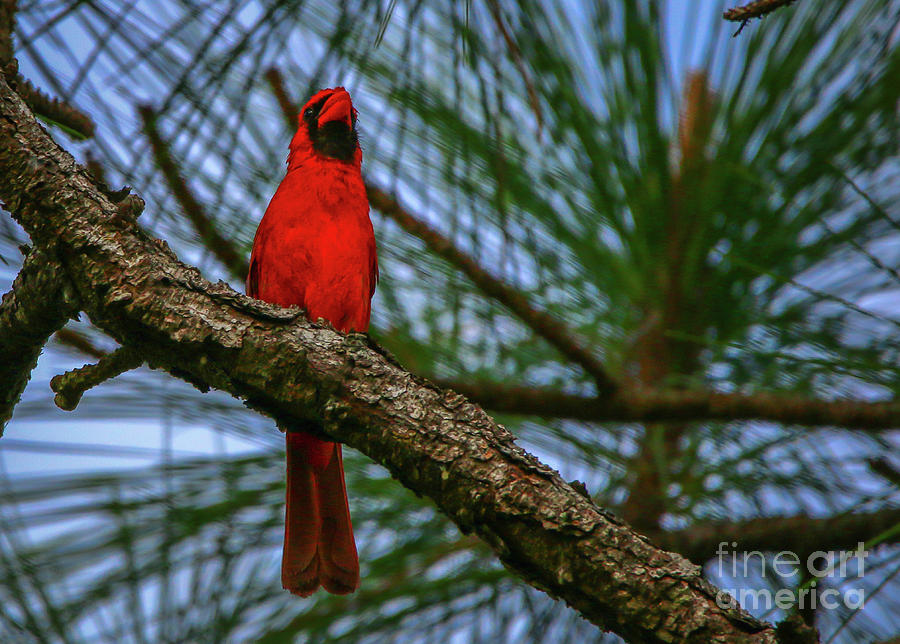 Perched Cardinal Photograph by Tom Claud
