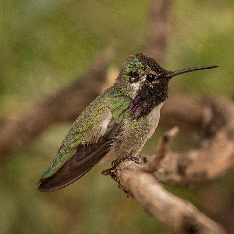 Perched Costas Hummingbird Photograph by Teresa Wilson