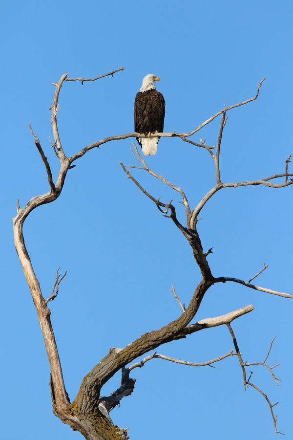 Perched Eagle Photograph by Arvin Miner
