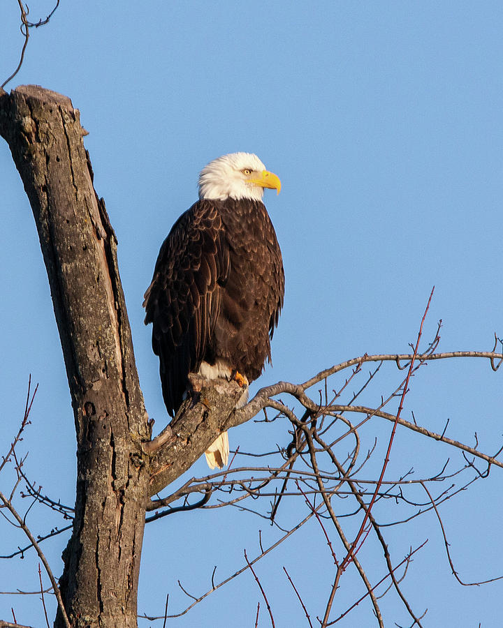 Perched Eagle Photograph