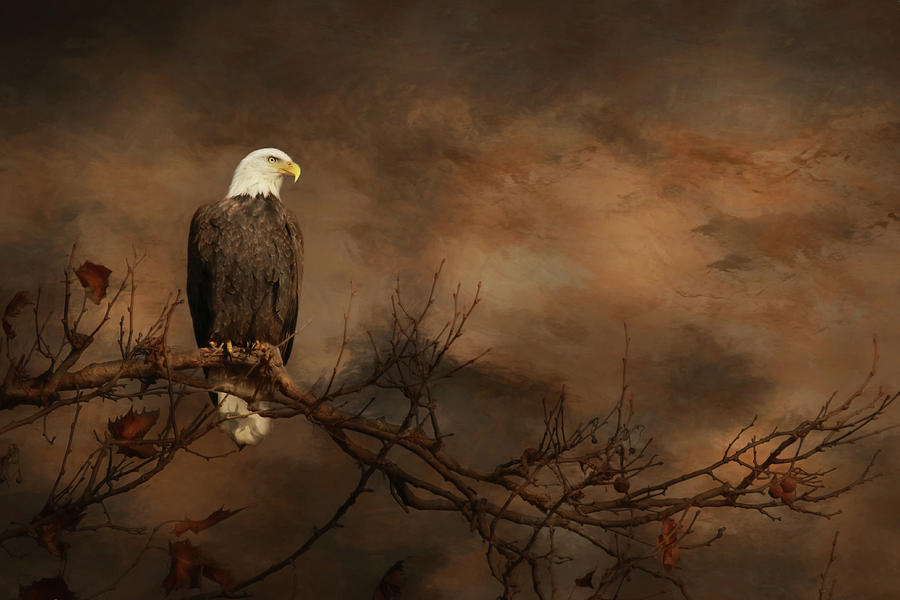 Eagle Photograph - Perched Eagle by Lori Deiter