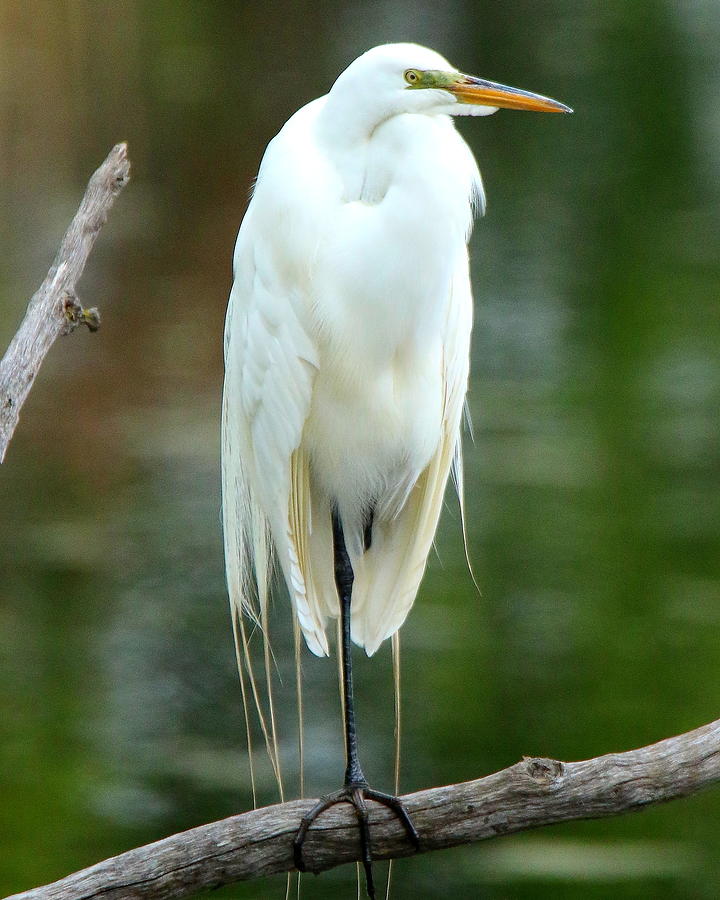 Perched Egret Photograph by Arvin Miner