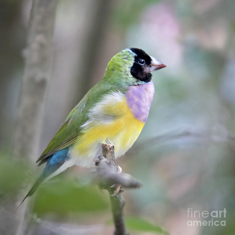 Finch Painting - Perched Gouldian Finch by Glennis Siverson