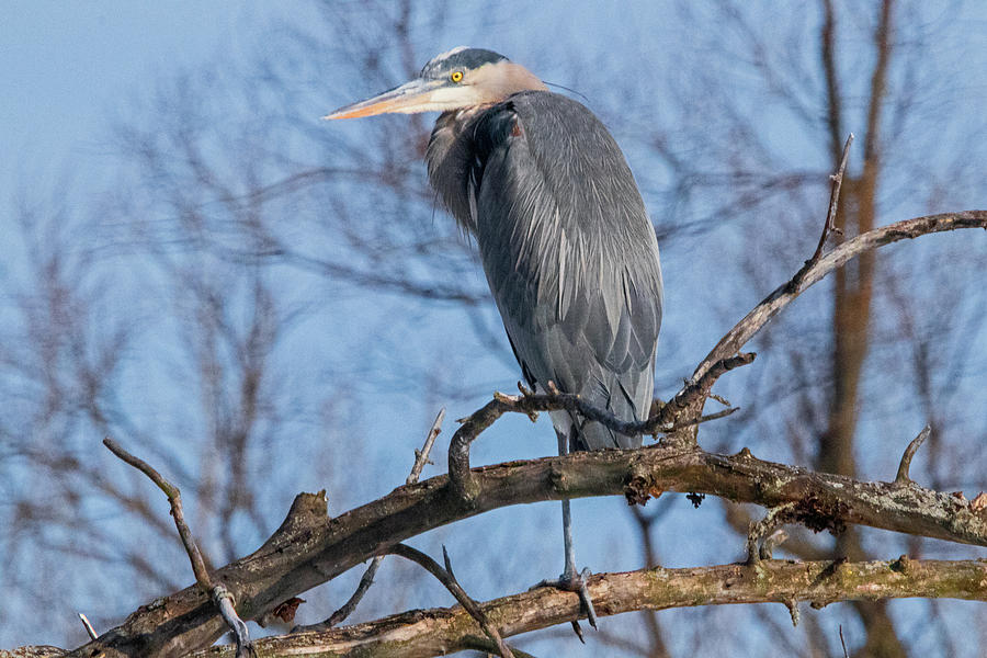 Perched Great Blue Heron Photograph by Ira Marcus
