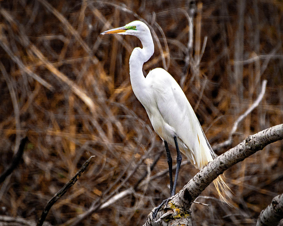 Perched Great Egret Photograph by Ira Marcus