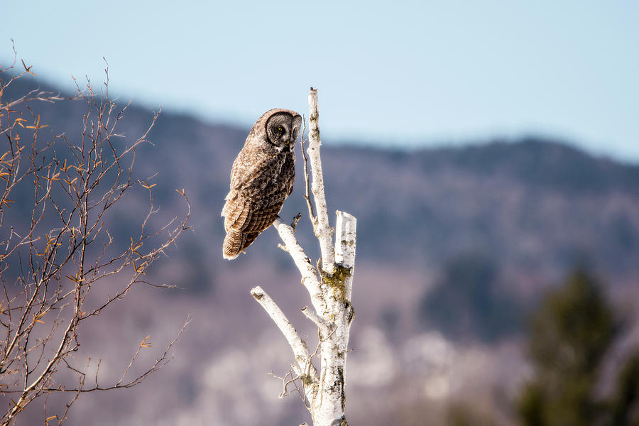 Perched Great Grey Owl 2 Photograph by Tracy Winter
