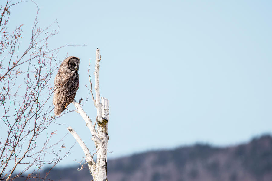 Perched Great Grey Owl Photograph by Tracy Winter