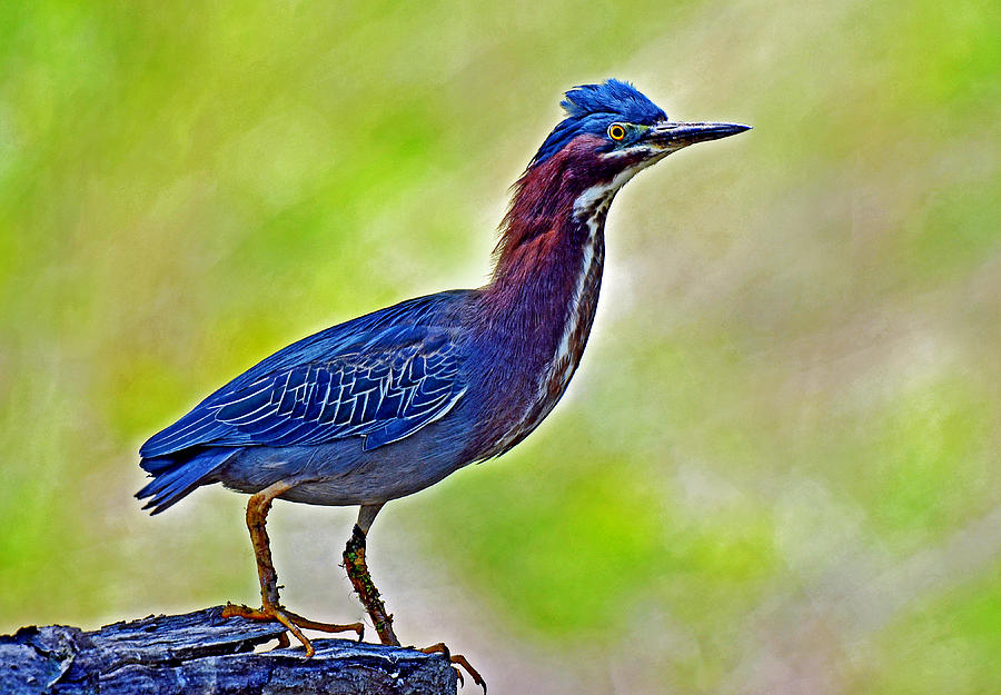Perched Green Heron Photograph by Rodney Campbell