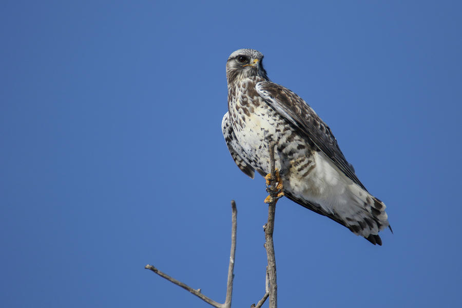 Perched Hawk Photograph by Brook Burling