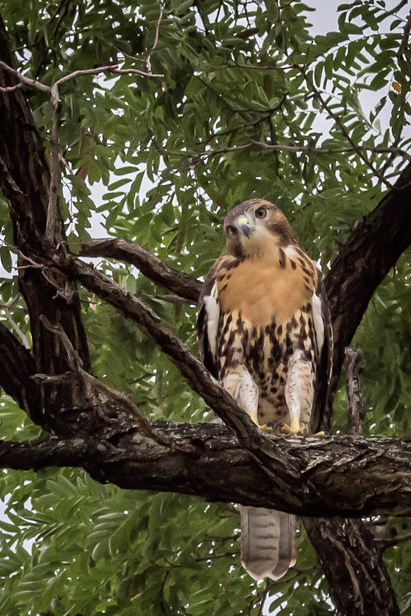 Perched Hawk Photograph by Terry DeLuco
