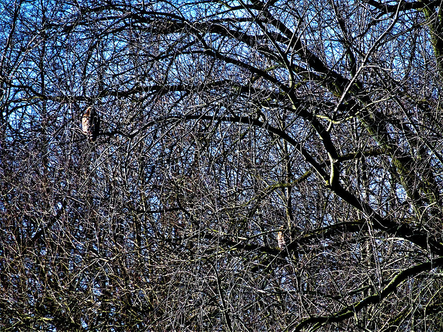 Perched Hawks by Amanda Balough Perched Hawks by Amanda Balough