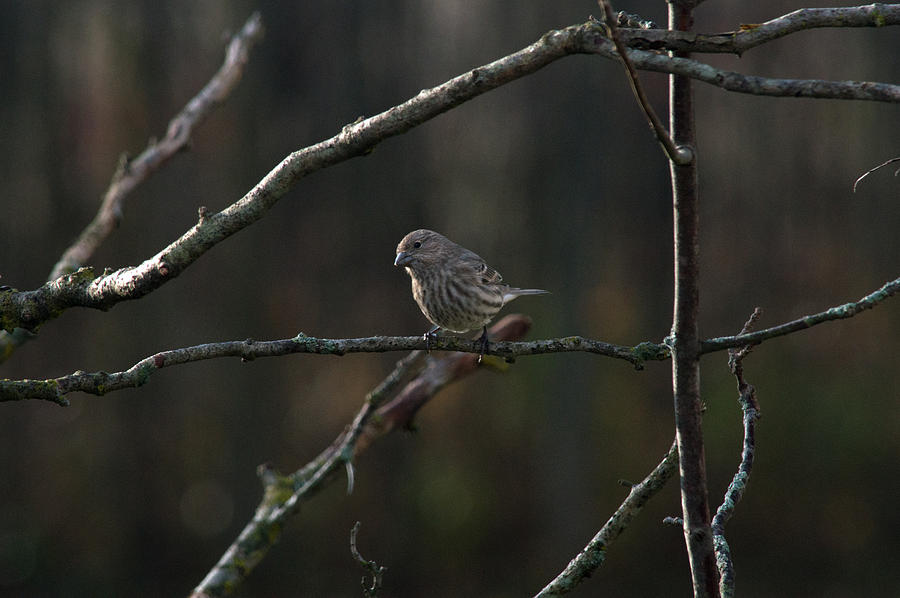 Perched House Finch Photograph