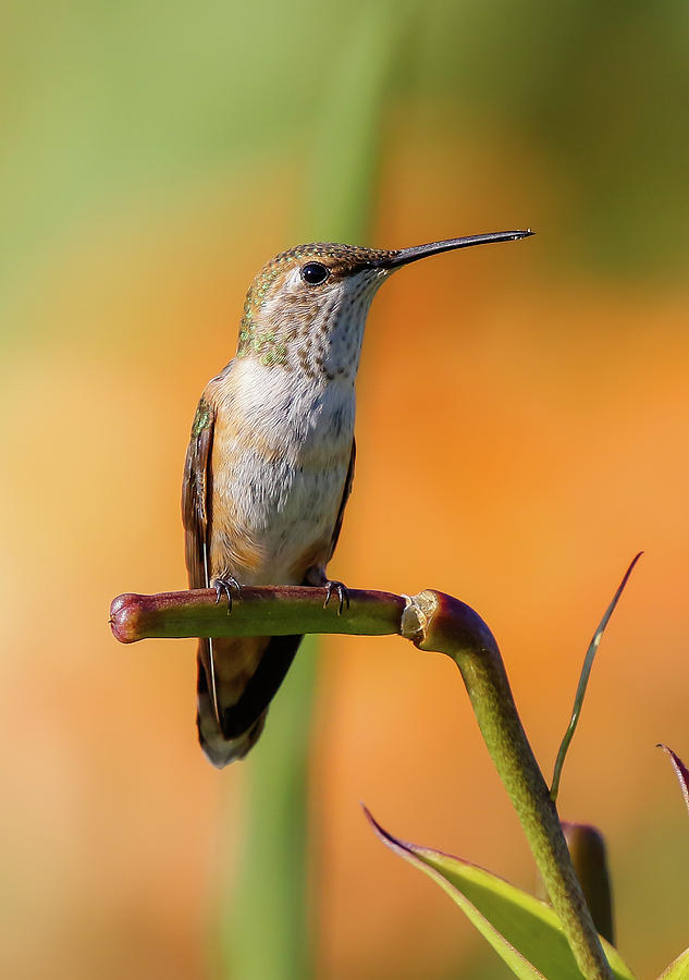 Hummingbird Photograph - Perched Hummingbird by Athena Mckinzie