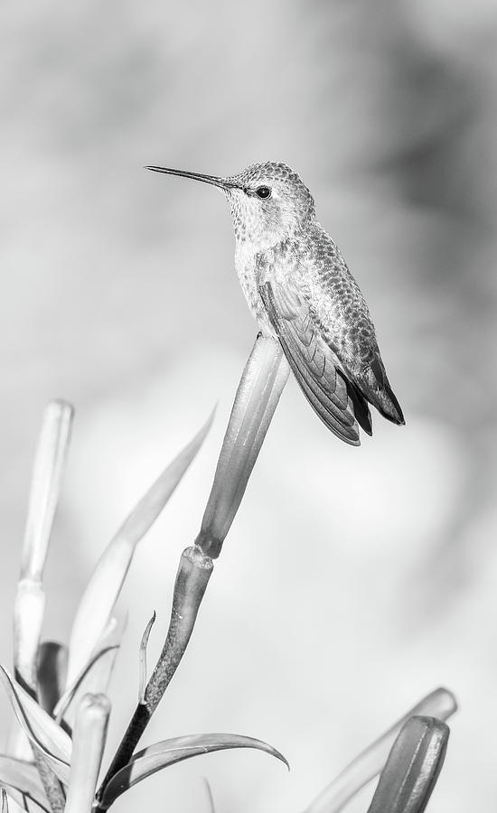 Perched Hummingbird Black And White Photograph by Athena Mckinzie