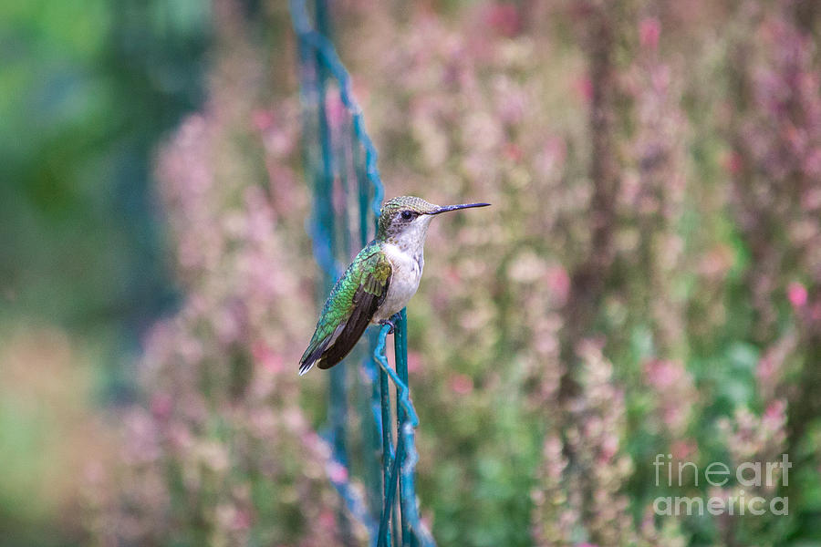 Hummingbird Photograph - Perched Hummingbird by Elizabeth Ann
