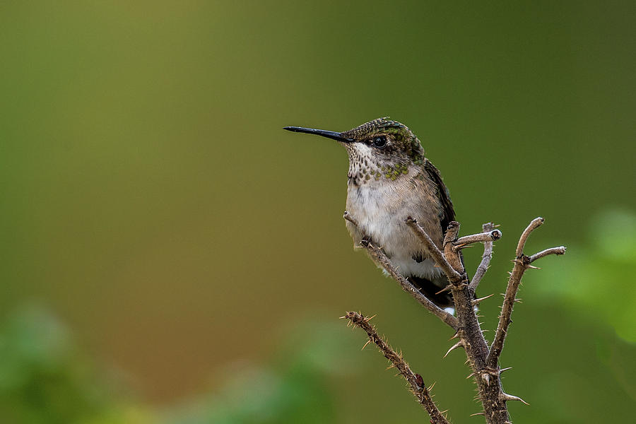 Perched Hummingbird Photograph by Paul Freidlund