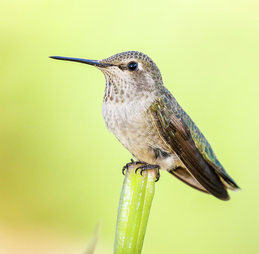 Perched Hummingbird VI Photograph by Athena Mckinzie