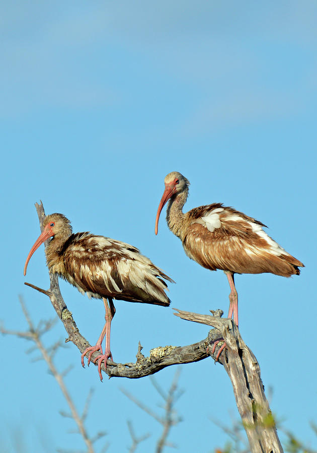 Perched White Ibises Photograph by Bruce Gourley