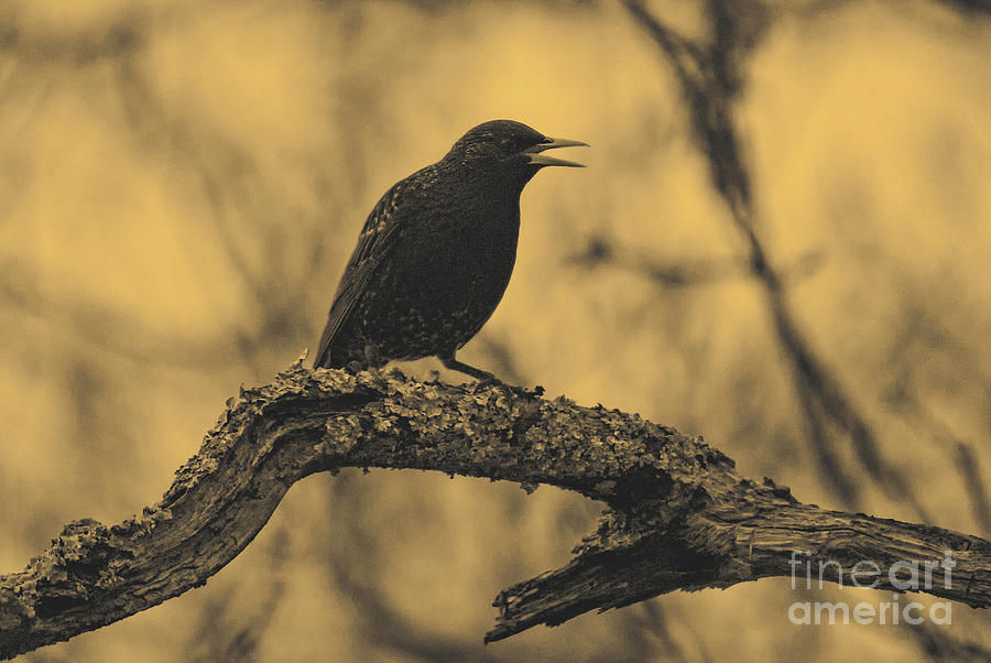 Perched In The Old Oak Photograph by Joe Geraci