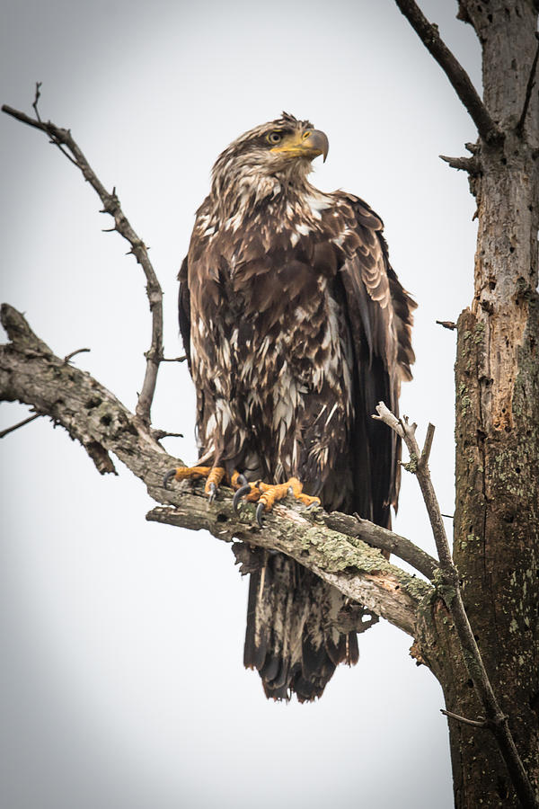 Perched Juvenile Eagle Photograph by Paul Freidlund
