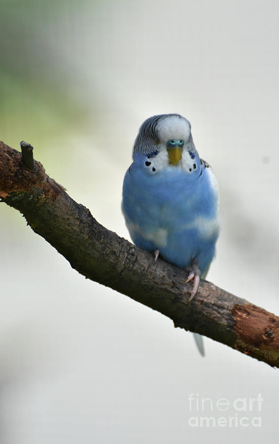 Perched Light Blue Parakeet on a Tree Branch Photograph by DejaVu Designs