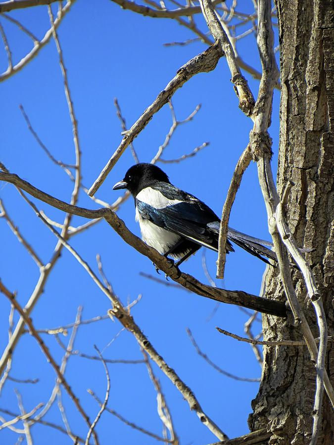 Perched Magpie Photograph by Connor Beekman