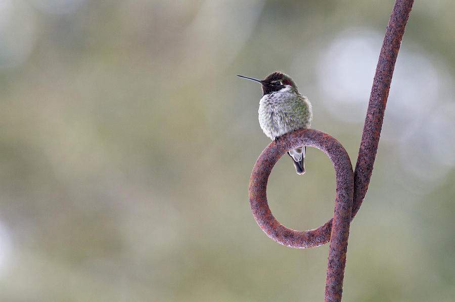 Perched Male Annas Hummingbird Photograph by Michael Russell