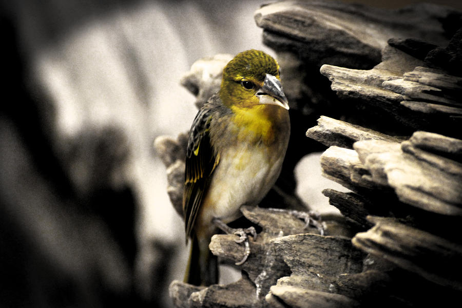 Bird Photograph - Perched by Martin Newman