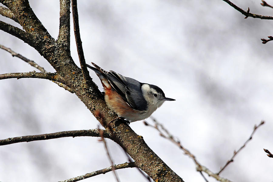 Perched Nuthatch Photograph by Debbie Oppermann