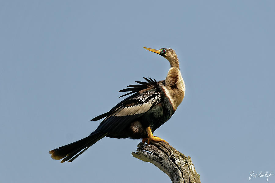 Bird Photograph - Perched On A Snag by Phill Doherty