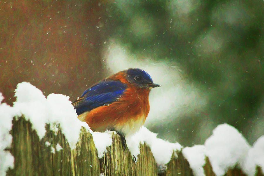Perched on a Snowy Fence  Photograph by Ola Allen