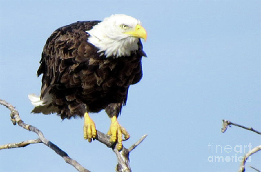 Bald Eagle Photograph - Perched on a Tree by Mary Mikawoz Bald Eagle Photograph - Perched on a Tree by Mary Mikawoz