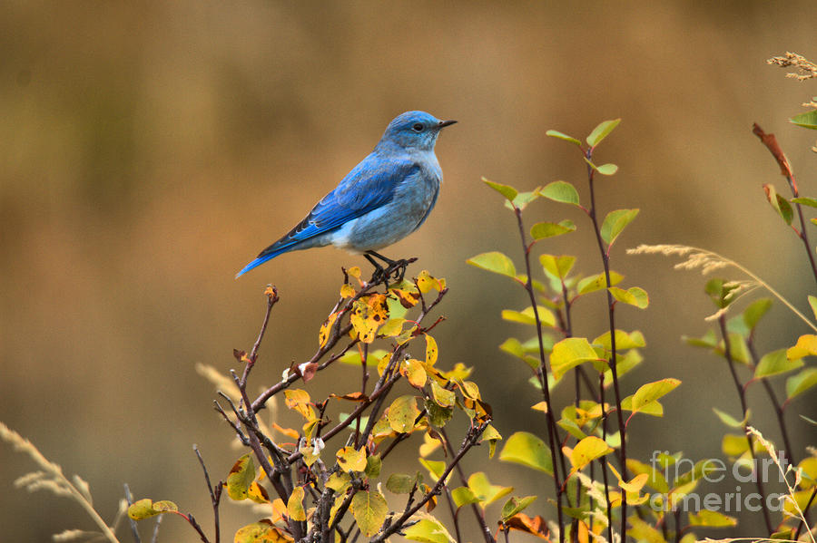 Perched On Fall Colors Photograph by Adam Jewell